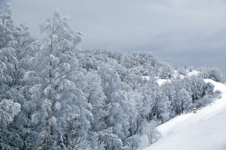 Зимний лес в Алтайском крае