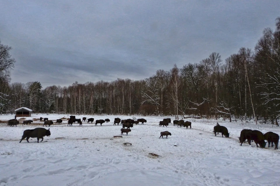 Фото: национальный парк "Орловское полесье", Вконтакте