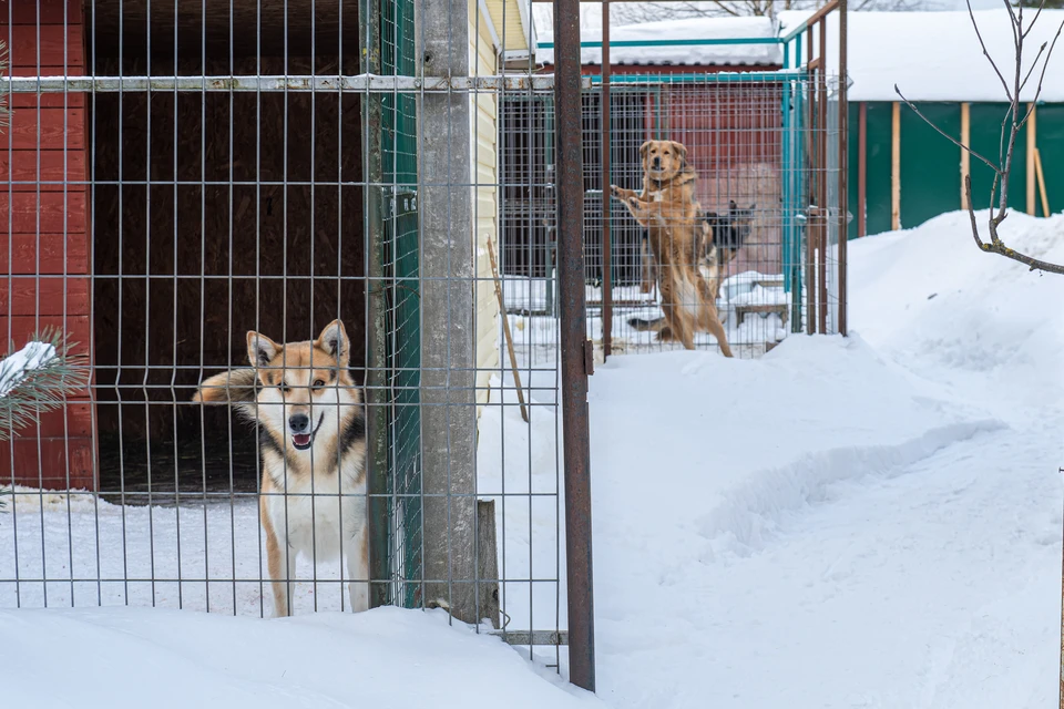 Приют на 600 бездомных собак предложили построить под Иркутском