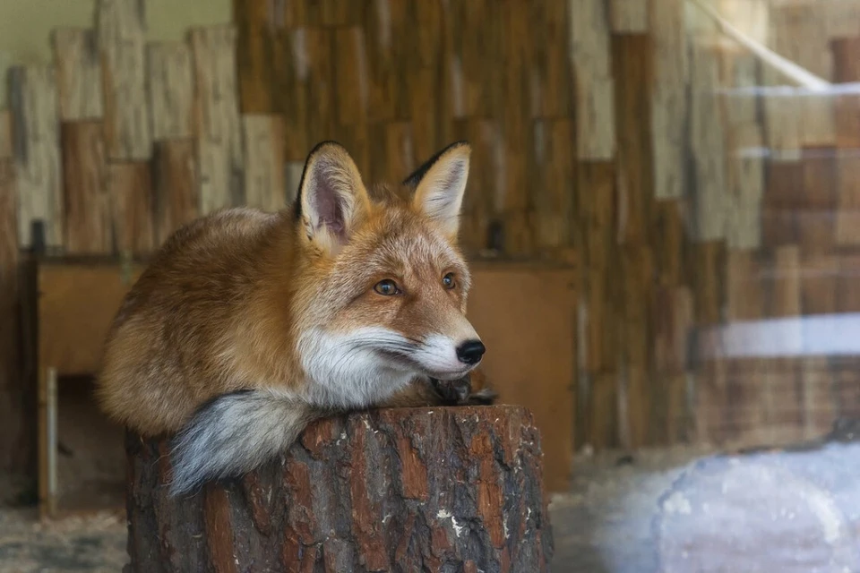 Стая ворон украла добычу лисы в Кудрово