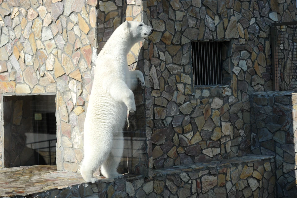 Международный день белого медведя отметят в Ленинградском зоопарке