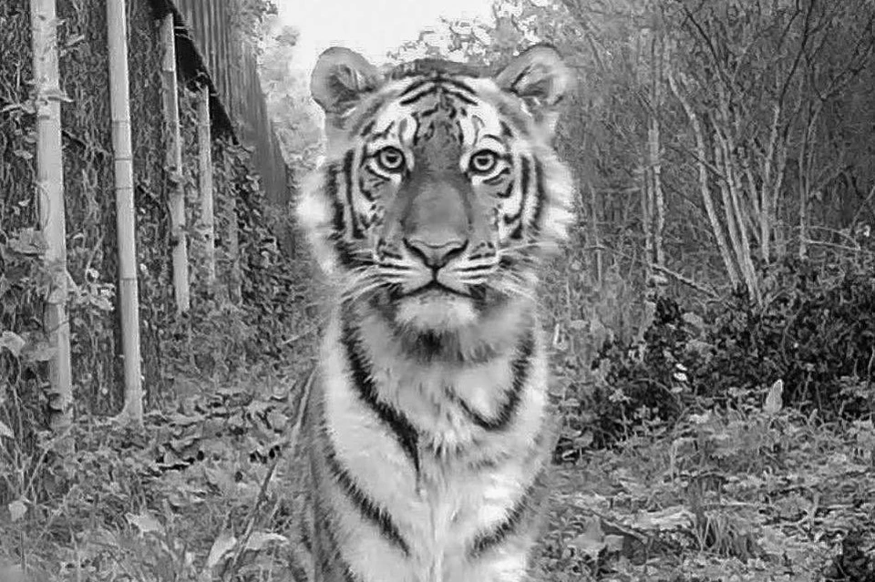 Тело тигра-подростка уже направили на экспертизу. Фото: instagram.com/amurtigercenter