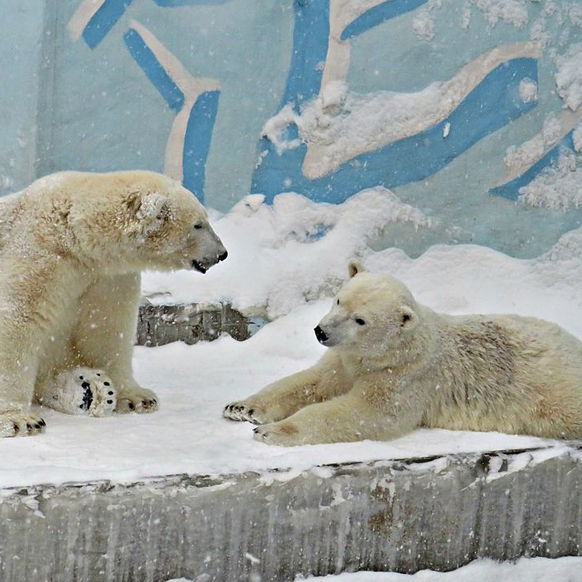 В Новосибирском зоопарке рассказали о судьбе белых медвежат Норди и Шайны -  KP.RU