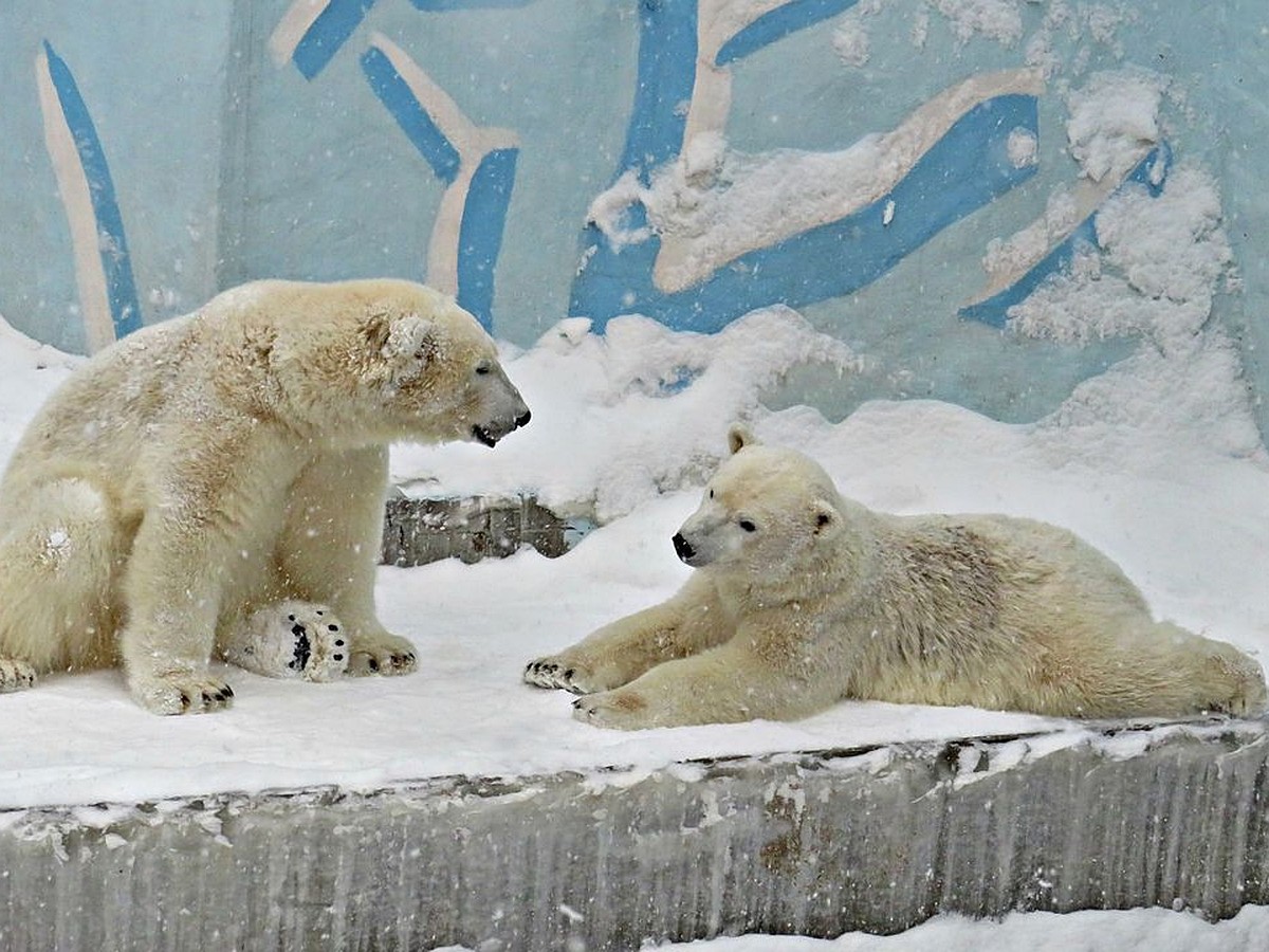 В Новосибирском зоопарке рассказали о судьбе белых медвежат Норди и Шайны -  KP.RU