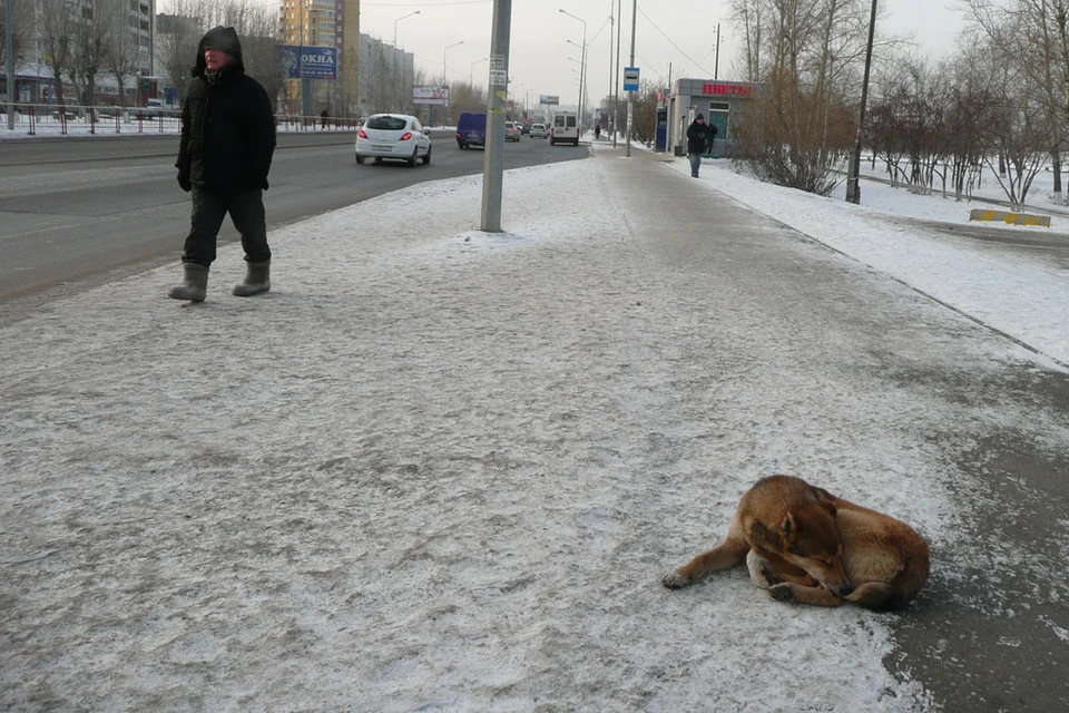 Тюменский ветеринар назвала препараты, которые должны быть в аптечке питомца
