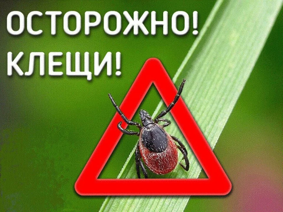 Туляков предупредили о начале сезона клещей
