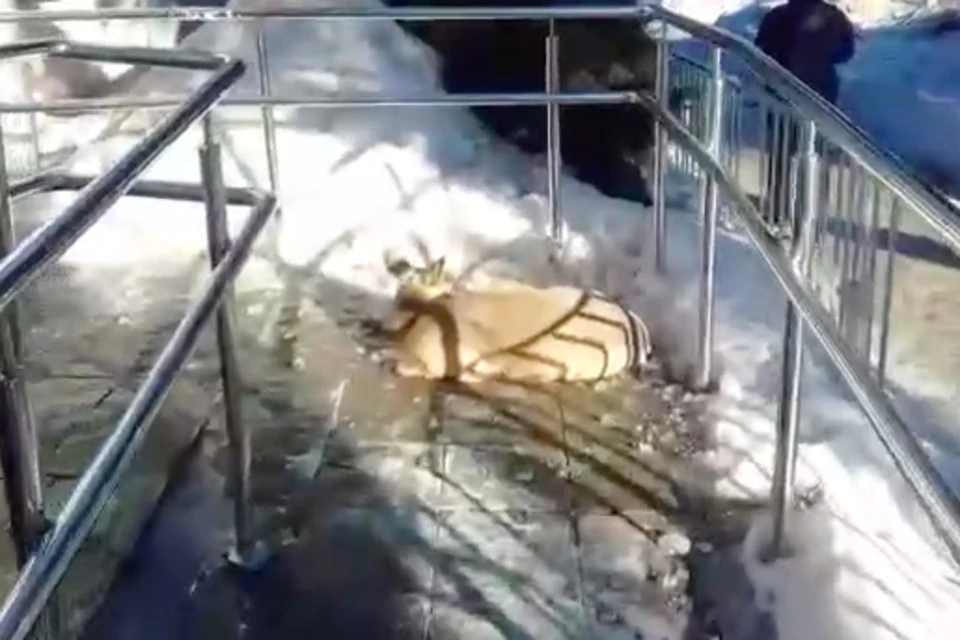 Косулю пришли спасать инспекторы Минприроды. Фото: стоп-кадр с видео