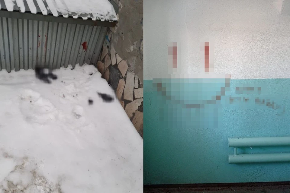 В Новосибирске в течение месяца живодеры убивают голубей и оставляют на стенах подъездов кровавые послания. Фото: «Типичный Дзержинский | Новосибирск»