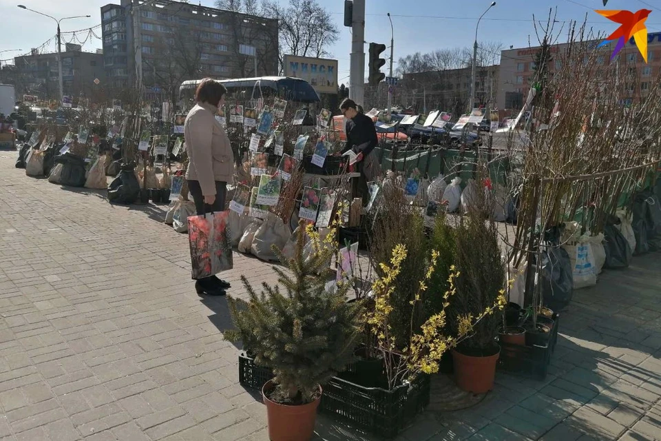 В Минске открылись весенние ярмарки саженцев. Фото: Вера ЦВЕТКОВА