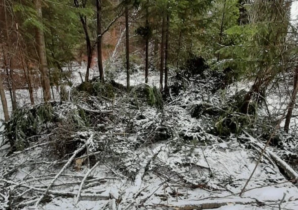 «Черные лесорубы» в Кузбассе спилили деревья почти на 1,4 миллиона рублей. Фото: ГУ МВД по Кемеровской области.