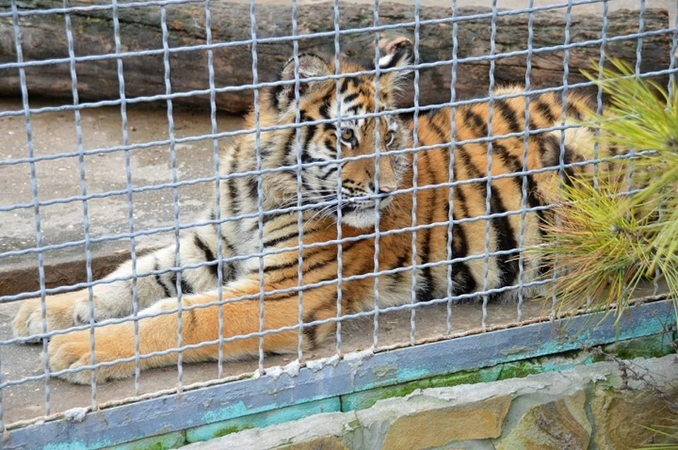 В парке львов "Тайган" и ялтинском зоопарке "Сказка" из-за нового закона перестроили вольеры. Фото: "Тайган"/сайт
