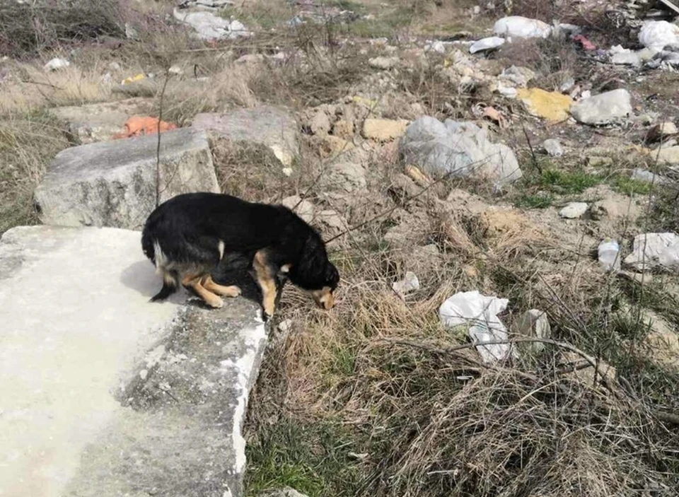 Собака осталась живой и относительно здоровой. Фото: пресс-служба МЧС Республики Крым