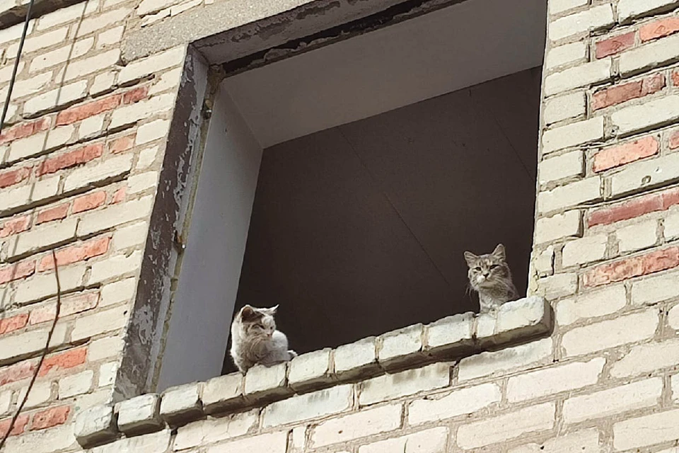 Брошенные коты. Фото: Евгения Михайлова