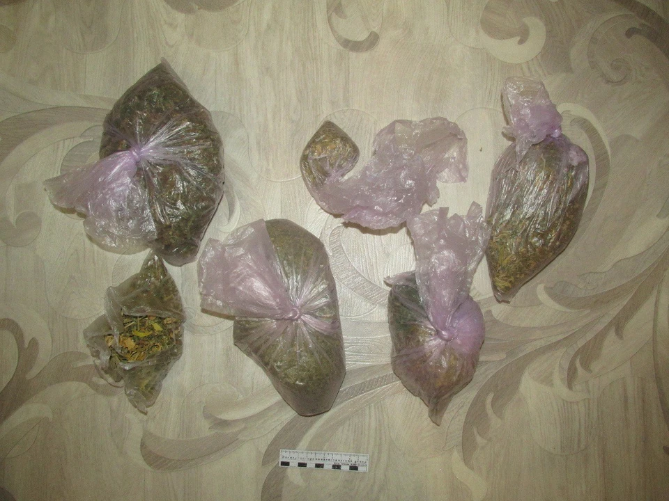 Саженцы конопли