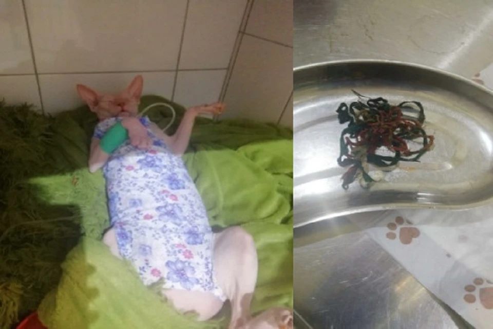 В Новосибирске ветеринары вытащили из желудка лысого кота клубок лент и резиночек. Фото: "Фламп".