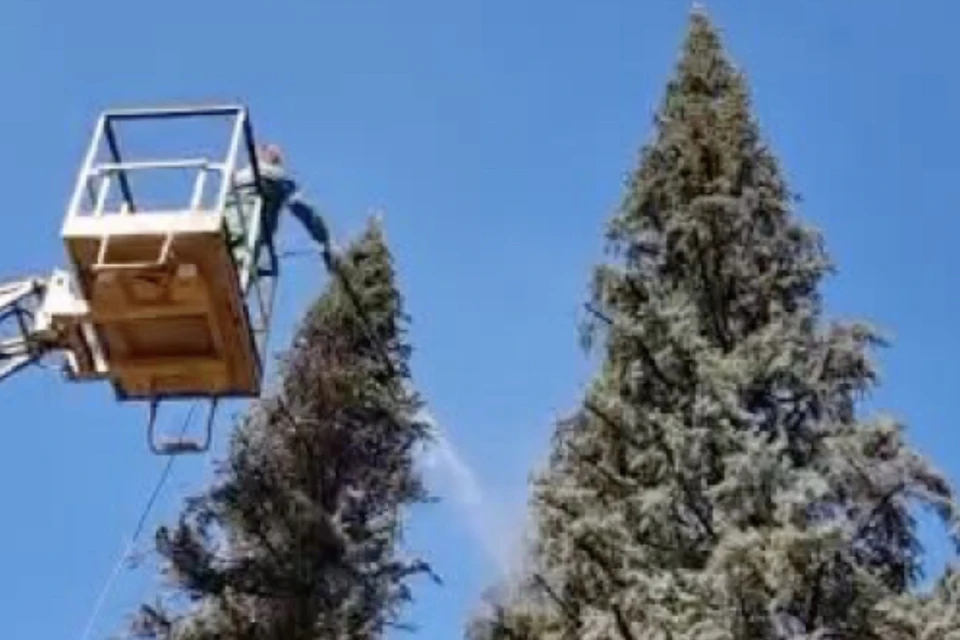 Рабочие почистили ели на площади Ленина. Фото: стоп-кадр с видео Телеграмм-канал Анна Терешкова