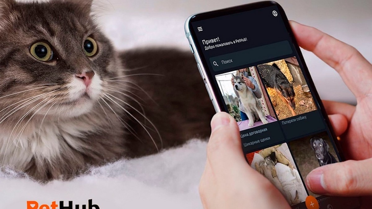 Есть питомец? Есть PetHub! В Новороссийске создали первое в России  мобильное приложение для поиска пропавших кошек и собак и помощи бездомным  животным - KP.RU
