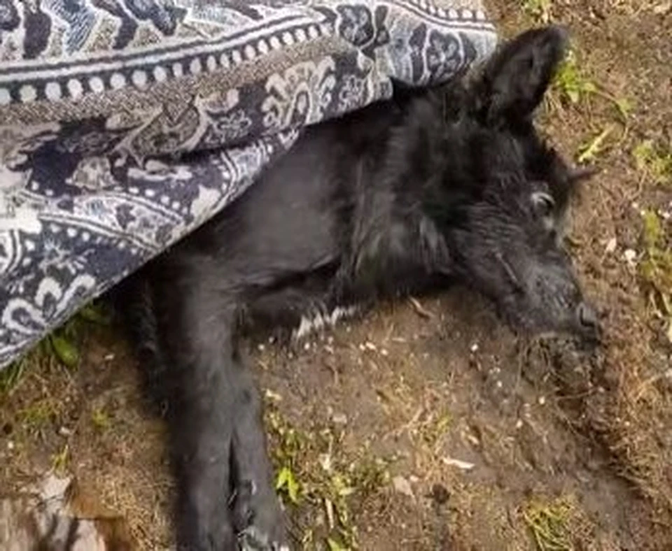 Пьяная тюменка выбросила свою собаку с пятого этажа.
