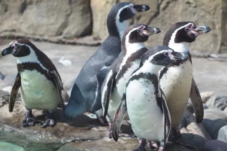 Пингвины в зоопарке вышли искупаться на улицу. Фото: стоп-кадр.