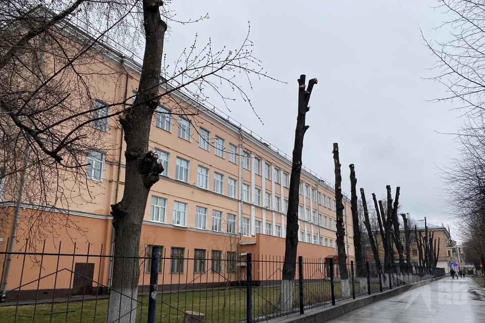 В мэрии Рязани объяснили почему у школы №3 радикально обрезали деревья.