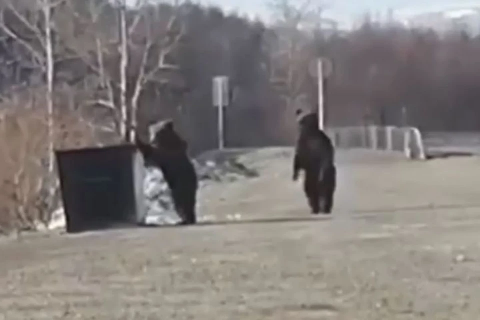 В Магаданской области два медведя вышли к дороге и начали копаться в мусоре. Фото: стоп-кадр видео