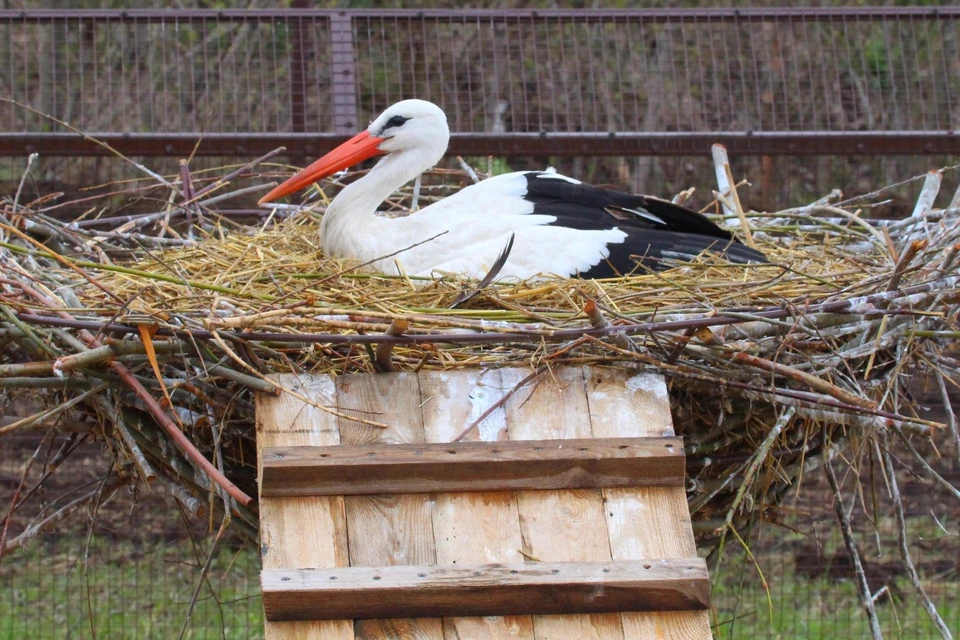 После переезда в Рязань нелетная пара Руслана и Гоша стали ежегодно откладывать яйца.