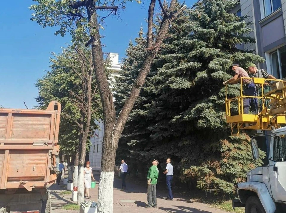 В городе снесут больше сотни деревьев во дворах жилых домов, вблизи дошкольных и образовательных учреждений