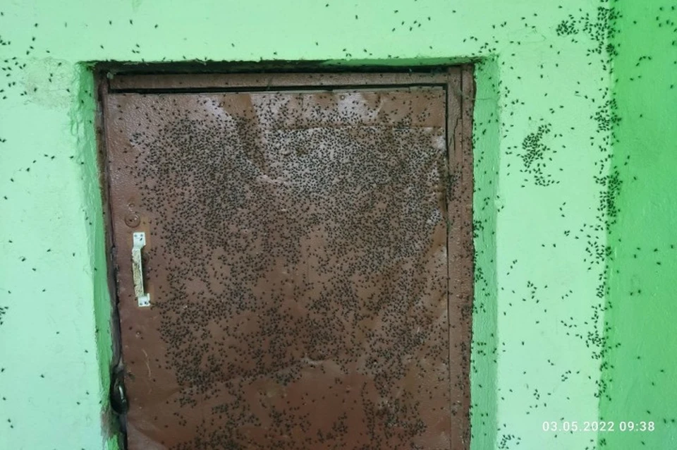 Мухи поселились в подъезде, залетают и в квартиры. ФОТО: группа "Жесть Ярославль" ВКонтакте
