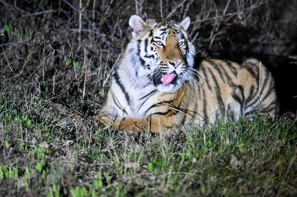 Приморец встретил тигра, когда возвращался из командировки. Фото: Александр Корнеев.