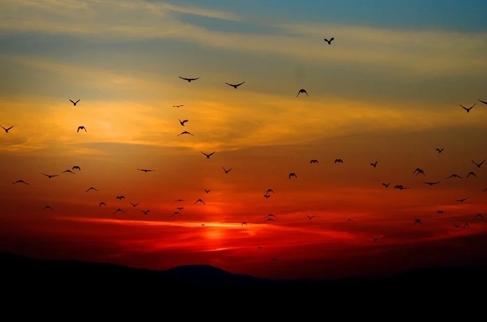 Фото: Pixabay