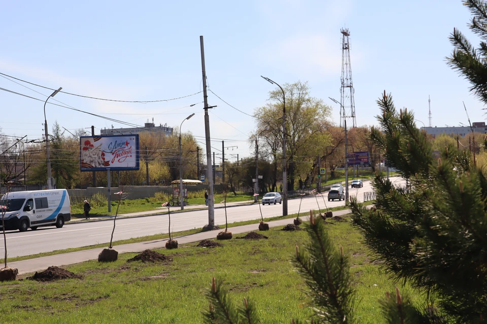Рязанские судьи заложили липовую аллею у здания областного суда.