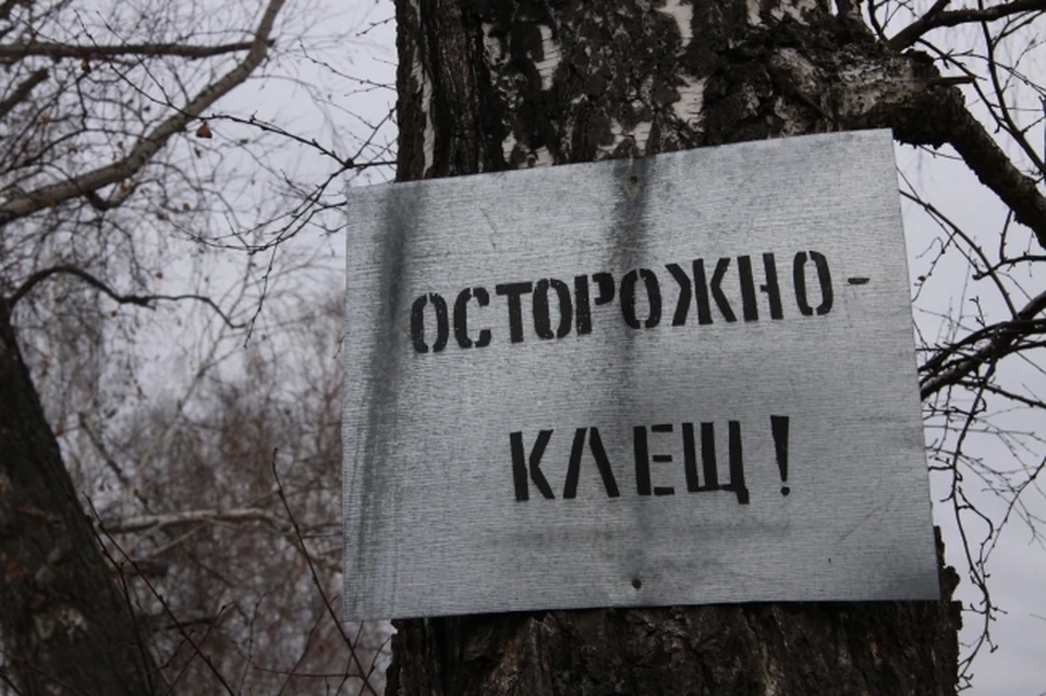 Всего с начала эпидсезона в медицинские организации Томской области с присасыванием клещей обратились 2021 человек, в том числе 524 ребенка.