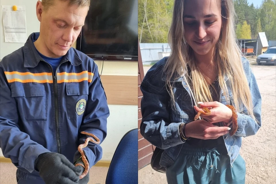 Спасатели забрали змею в отряд, а потом вернули хозяйке. Фото: МАСС.