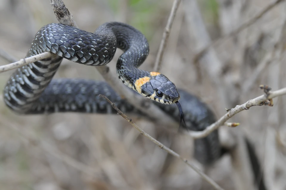 Чаще всего из змей в Удмуртии встречают безвредного ужа