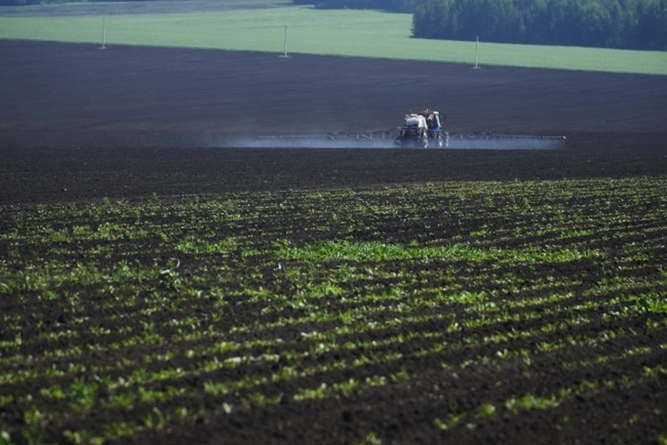 На юге Волгоградской области посевы озимой пшеницы атаковали вредители