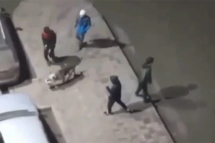 Подростки-живодеры замучили бездомную собаку в Дагестане. Полиция начала проверку после шокирующего видео