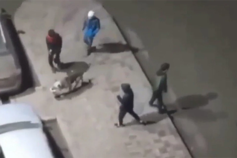 Перед жестоким убийством собаку догоняли и дразнили местные мальчики. Фото: скриншот видео