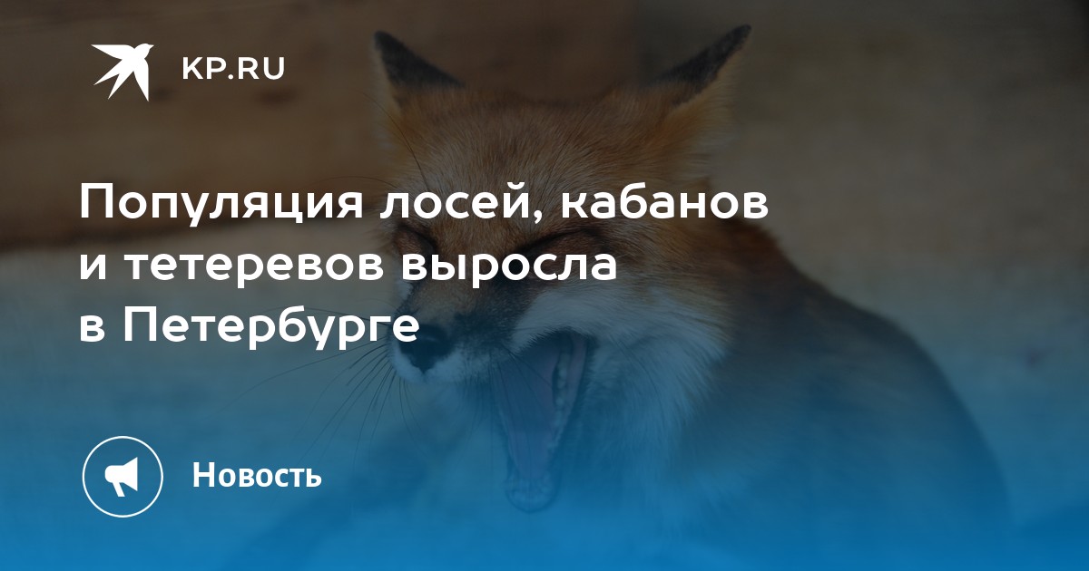Популяция лосей, кабанов и тетеревов выросла в Петербурге - KP.RU