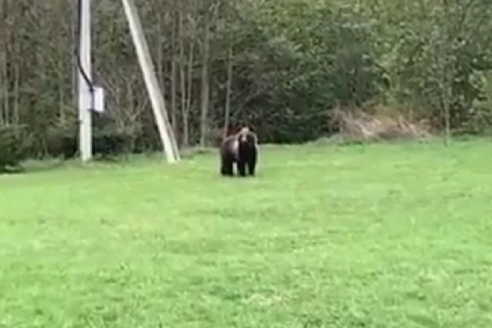В Ярославской области медведь вышел к людям. Скриншот с видео, группа "Свободный Ярославль" ВКонтакте
