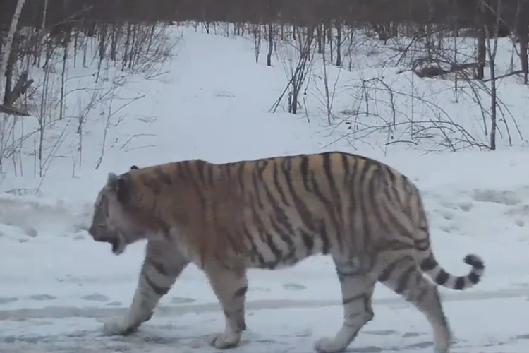 Вышел на разведку: в Хабаровском крае специалисты разгадали тайну возвращения тигра Очкарика, которого считали мертвым