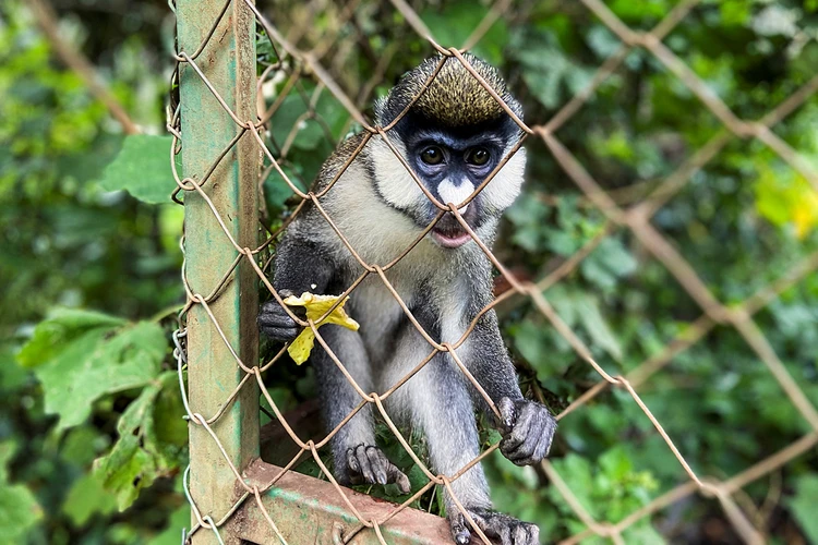 Симптомы оспы обезьян: Семь явных признаков болезни