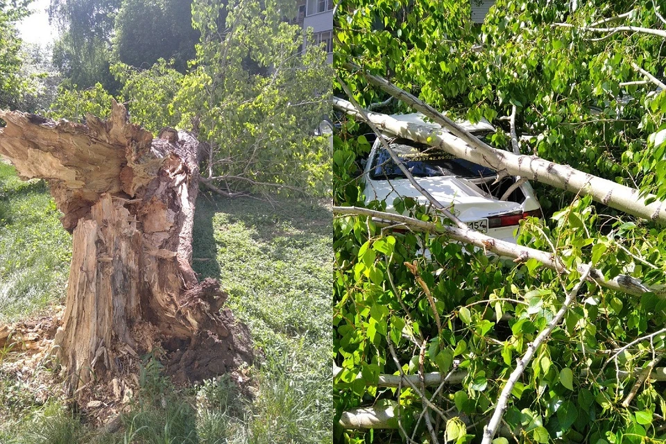 В Новосибирске упавший тополь повредил 3 машины. Фото: предоставлено Антоном Бурмистровым.