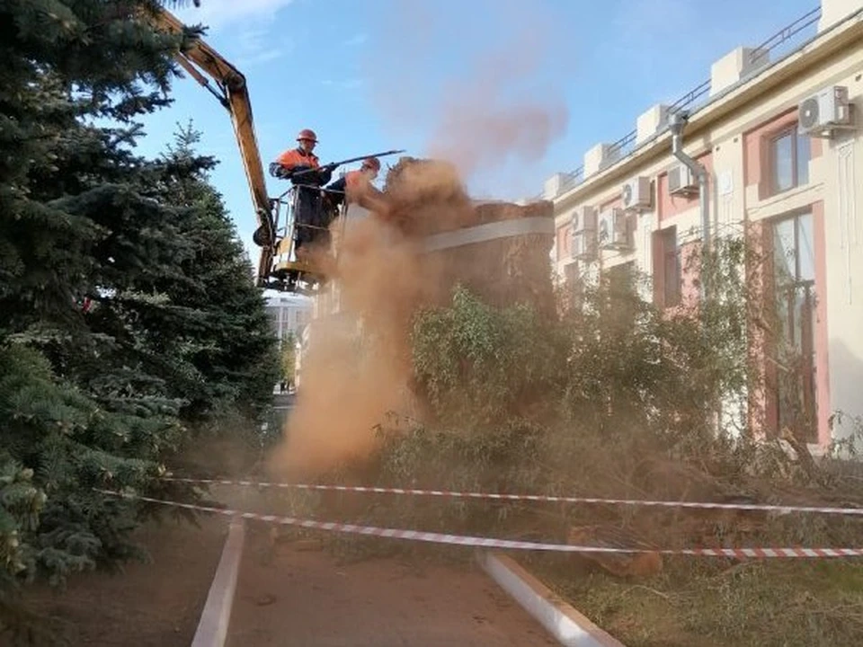 От любимой омичами ивы мало что осталось.