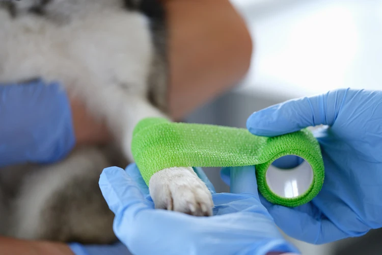 Ветеринары рассказали, как уберечь домашних питомцев от травм