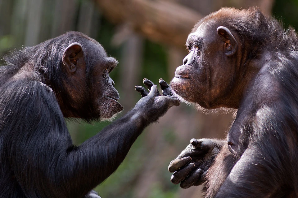 Шимпанзе придумали и используют больше тысячи слов, как люди.