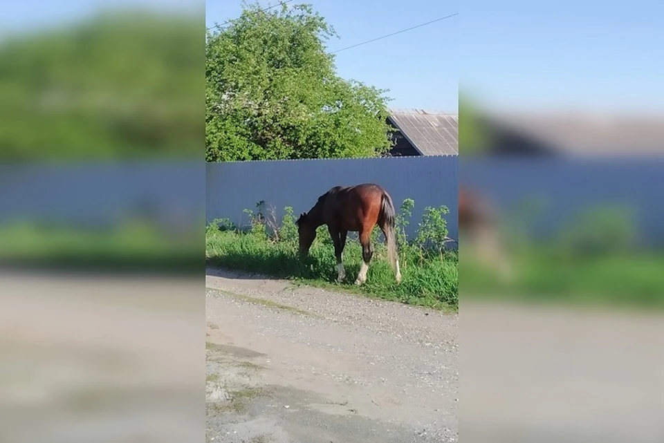 Конь держит в страхе местных жителей Фото: Антон Белозерский