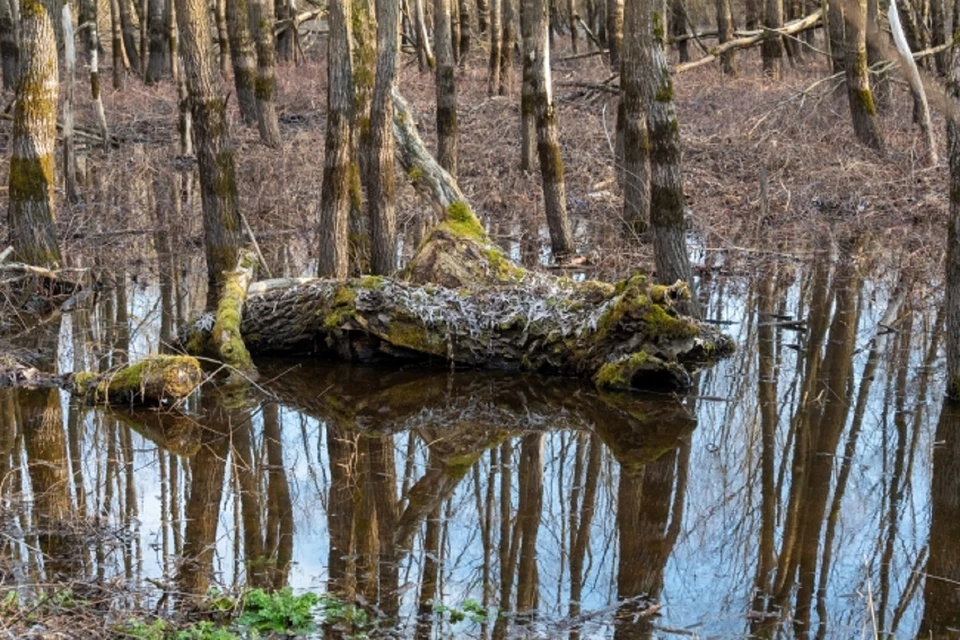 В Ростове лесные опушки почистят за 3,5 миллиона рублей.
