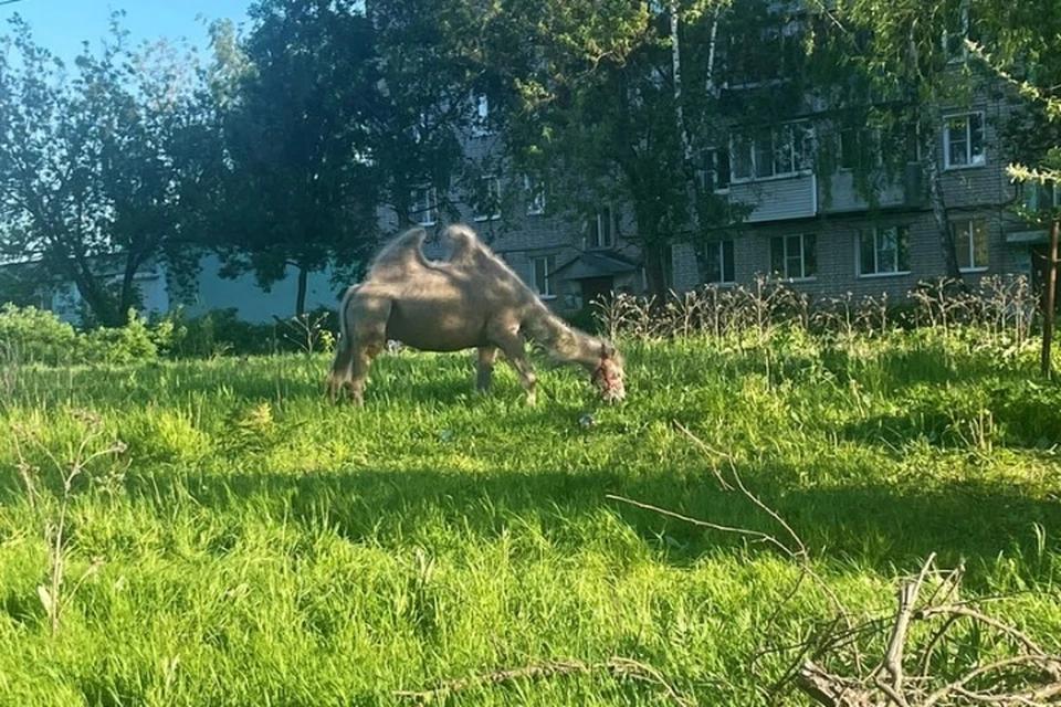 Двугорбый верблюд пасется на лужайке Фурманова Ивановской области. ФОТО: группа "Подслушано Фурманов" ВКонтакте