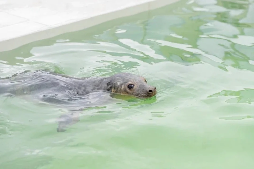 Тюлененка Приморчика выпустили в море после лечения ФОТО: vk.com/sealrescue