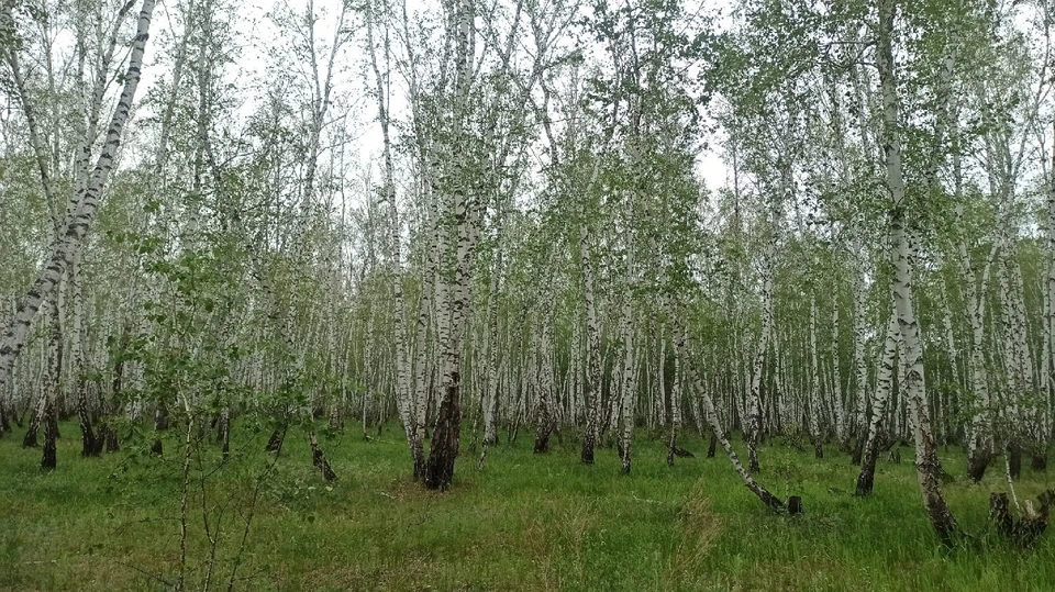 Фото: группа Вконтакте «ЧП Омск», Александра Иванова.